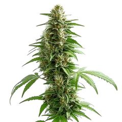 Auto Green Crack, Фасовка: 3+1